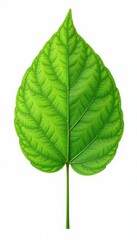 Obraz premium delicate leaf with veins isolated on white background, botanical, isolated