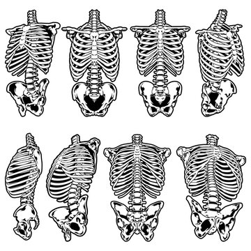set of skeleton torso anatomy vector in different angles
