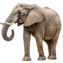 Obraz premium elephant isolated on white