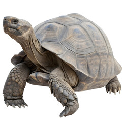 turtle on a white background
