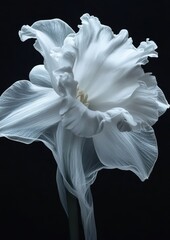 Elegant white flower with delicate petals against a dark background.
