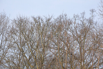 Kahler Baum mit Ästen  im Winter, Deutschland