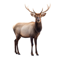 Fototapeta premium Elk AI Generated Image