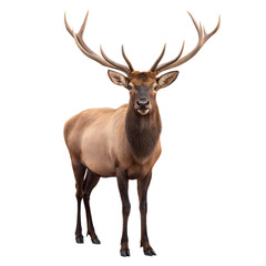 Elk AI Generated Image