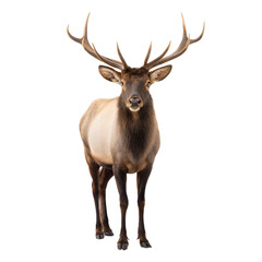 Fototapeta premium Elk AI Generated Image