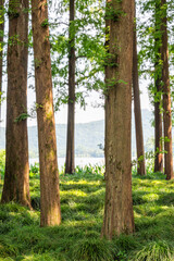 A serene and picturesque forest scene featuring a beautiful water body in the background