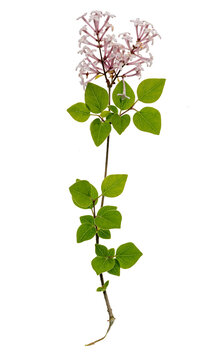 A branch of miniature lilac, Meyer's Lilac Palibin on a white background