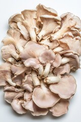 Fresh pink oyster mushrooms isolated. Heap of pleurotus salmoneostramineus on a white background.