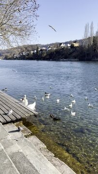 Fr&uuml;hlingstag am Rhein, Hochrhein, Schaffhausen, Weidling, Fr&uuml;hling