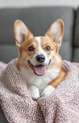 Cute corgi dog sitting on sofa under soft blanket
