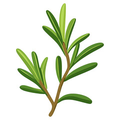 Obraz premium Culinary rosemary herbs leaf illustration herbal plant vector