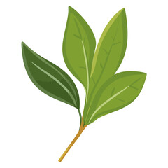 Fototapeta premium Culinary bay herbs leaf illustration design plant vector