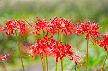 彼岸花