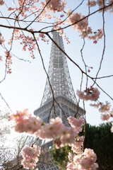 Beautiful view of the Eiffel Tower with cherry blossoms