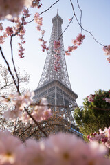 Beautiful view of the Eiffel Tower with cherry blossoms