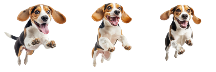 A Set of Happy Beagle Mid-Air, Excitedly Jumping with Joy, Long Ears Flopping, Wide Smile, Highly Detailed Fur Texture Isolated on Transparent Background