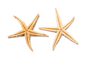 Two starfish isolated on white