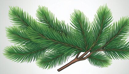 pine tree branch on white background