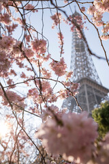 Beautiful view of the Eiffel Tower with cherry blossoms