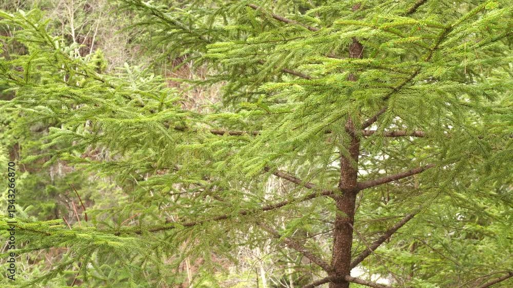 Poster a conifer in close-up view with abundant greenery. in the background, we can barely see a river.