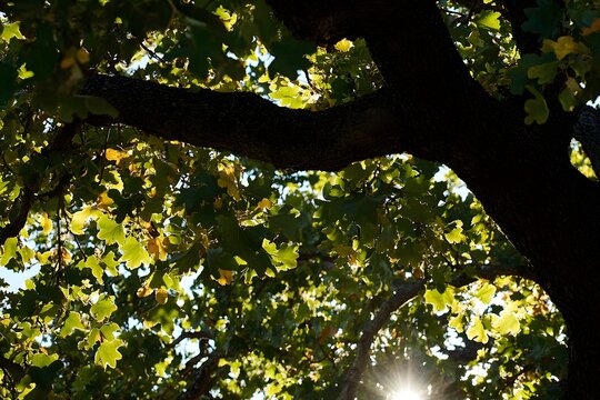 Sunlit Green Leaves  Tree Canopy  Sunlight Through Foliage