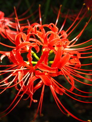 野原に咲く赤い一輪の彼岸花  (クローズアップ)