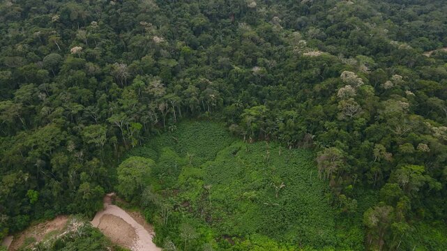 Jungle rainforest protected area aerial drone view Pil&oacute;n Lajas Biosphere Reserve