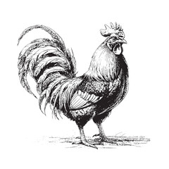  rooster sketch vector file © sowaibur