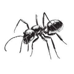  black draw an ant