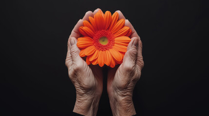 Elderly hands gently cradling a vibrant orange flower symbolizing care, growth, and the beauty of life