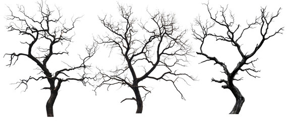 Obraz premium Set of bare twisted trees with leafless branches, isolated on transparent background