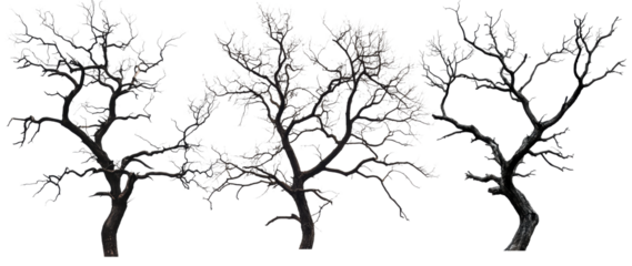 Set of bare twisted trees with leafless branches, isolated on transparent background