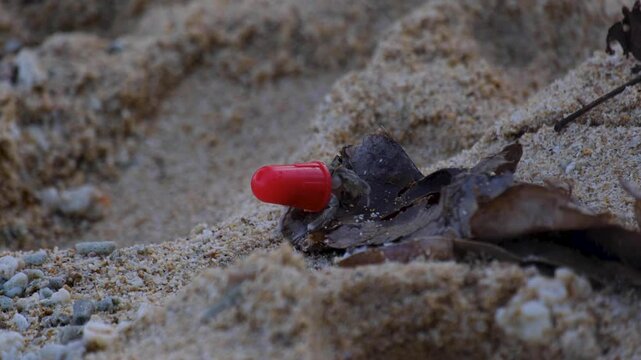A hermit crab using a bright red, lightweight plastic cap for shell walking along sandy beach on tropical island
