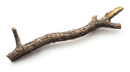 Fototapeta premium Rustic Dry Tree Branch with Jagged Edges