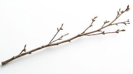 Fototapeta premium Rustic Dry Tree Branch with Jagged Edges