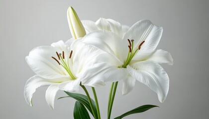 Fototapeta premium Elegant White Lilies in Bloom Three Perfect Floral Specimen on a Neutral Background