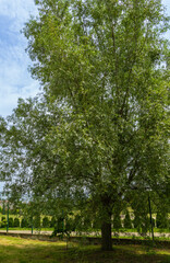 Obraz premium Tall, lush green Eucalyptus glauca (Eucalyptus caesia) tree grows in eucalyptus grove. Tree's branches cast soft shadows on grass below. Ornithological park is located in Adler (Sirius).