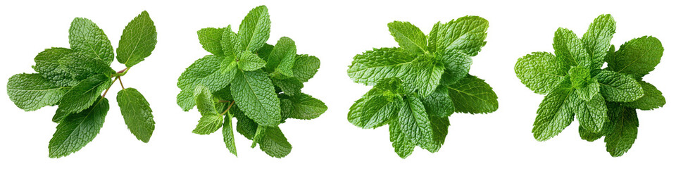 A close up of several bright green delicate mint leaves with a natural vibrant appearance showcasing the plant s distinctive texture and aroma  category Plants and Flowers