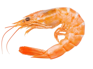 A detailed, realistic depiction of a shrimp showcasing its vibrant coloration and distinct anatomical features, Transparent background.