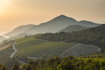 Sea coast of southern Dalmatia in Croatia at sunset, Europe. Vineyard terraces cascade down rolling...