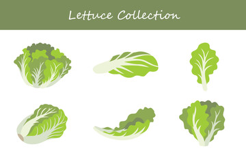 lettuce collection in different style. Vector illustration.