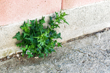 Weeds grass growing on concrete wall. Weed on cement floor. Grunge and rough surface. Nature survivor, Never give up and hope concept.