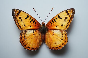 Obraz premium A beautiful detailed view of an orange and black butterfly