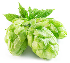 Fresh green hops or hop cone flowers with leaves on white background. File contains clipping path.