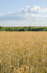 Golden Wheat Field Under a Clear Blue Sky. Vertical crop.
