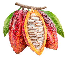 Three cocoa fruits or cocoa pods on branch  with green leaves isolated on white background....