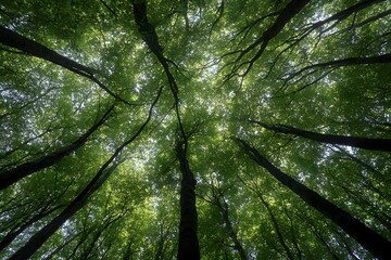 Majestic Summer Forest Canopy  Lush Green Trees Overhead