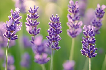 Fototapeta premium Lavender blossoms in a field bathed in sunlight