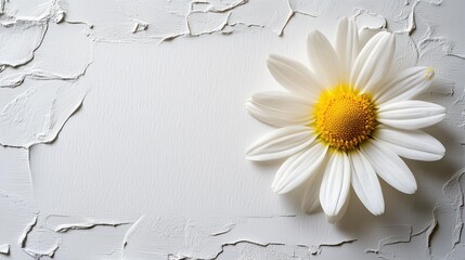 A pristine white card, its surface awaiting a heartfelt message, cradled a single, vibrant daisy flower, its yellow petals a splash of sunshine against the blank canvas.
