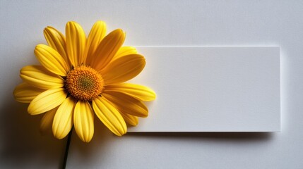 A pristine white card, its surface awaiting a heartfelt message, cradled a single, vibrant daisy flower, its yellow petals a splash of sunshine against the blank canvas.